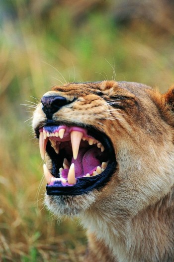 Big Kitty