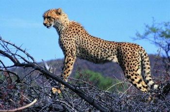 Big Kitty