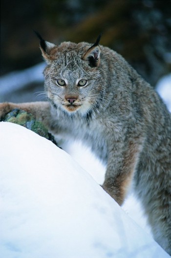 Big Kitty