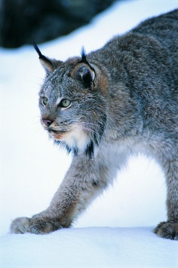 Big Kitty