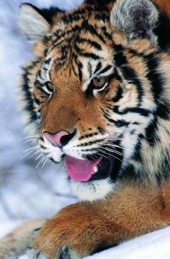 Big Kitty