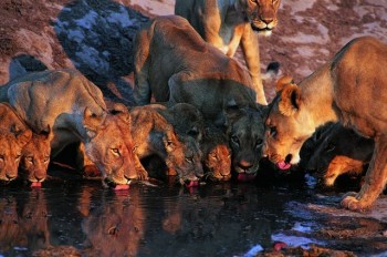 Big Kitty