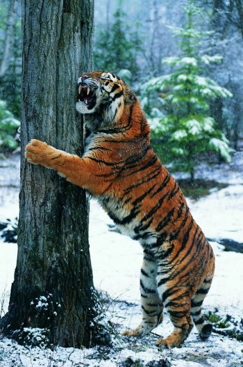 Big Kitty