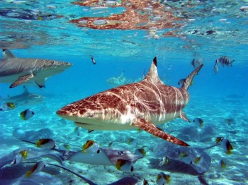 Bora Bora Village In The Water