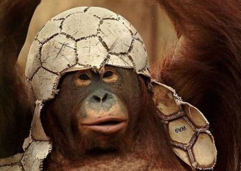 Monkey Inspired Helmet