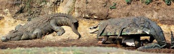 Fooling the crocodile