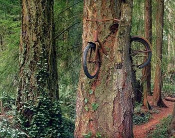 Tree Encasing A Bicycle