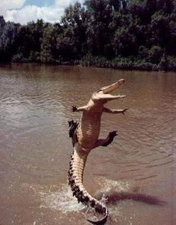 Flying Crocodile