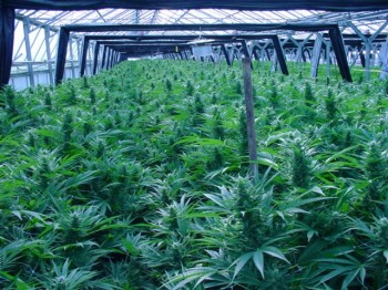 A Lot of Marijuana