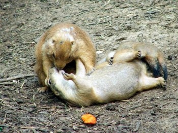 Kissing Squirrels