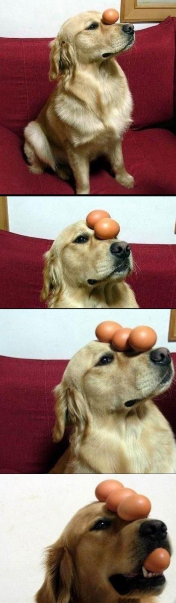 The Egg Ballancing Dog