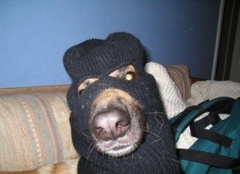 Dog Burglar