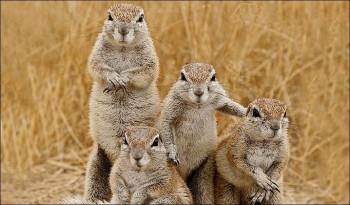 Four Chipmunks Chilling