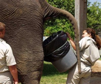Elephant Bucket