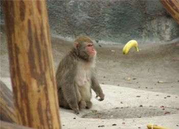 Primate Catching Banana
