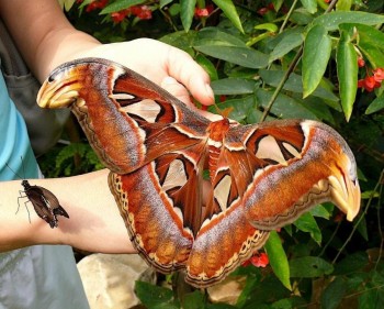 Huge Moth