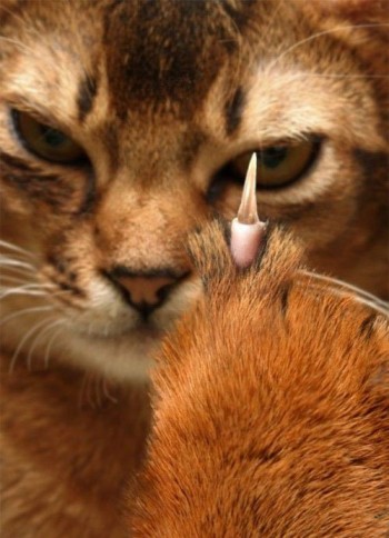 Cat Claw