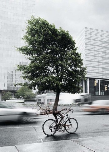 Tree Riding A Bicycle
