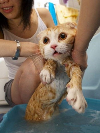 Wet Kitty