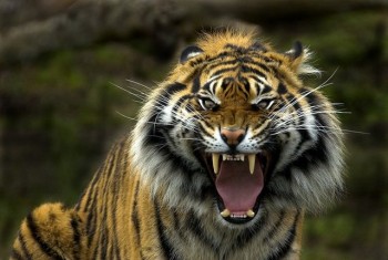 Fierce