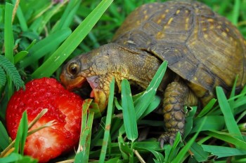 Turtle Likes Strawberries