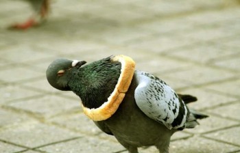 Crust On Bird