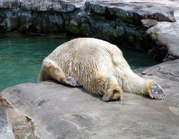 Tired Polar Bear