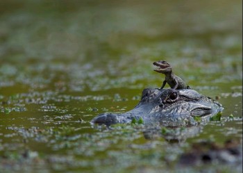 Baby on Mothers Head