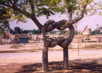 Tree Knot
