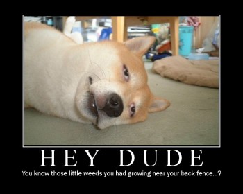 Hey Dude