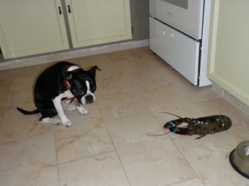 Dog vs. Lobster