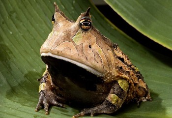 All Glory To The Hypnotoad!