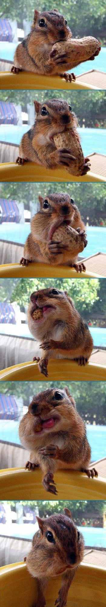 Hungry Chipmunk
