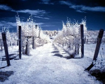 Infrared Trees