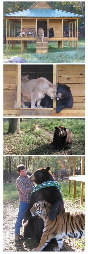 Bear + Tiger