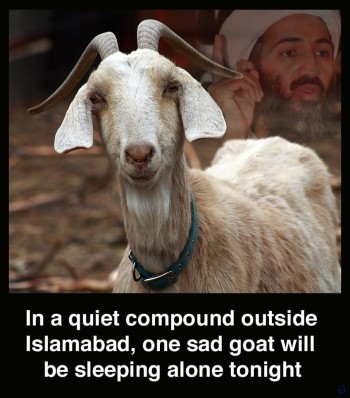 Sad Goat