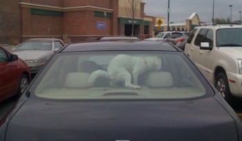 Dog poo