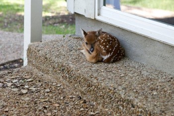 Baby Deer