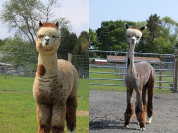Alpaca Before and After