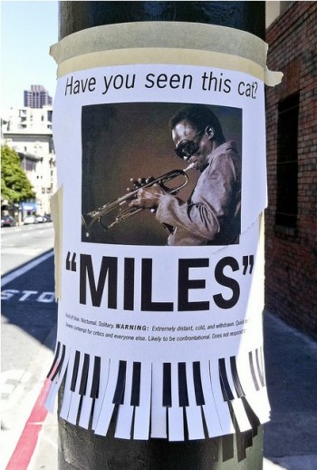 Have You Seen This Cat?