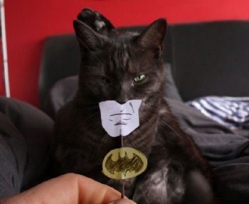 Batman Cat