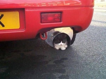 Tailpipe Cat