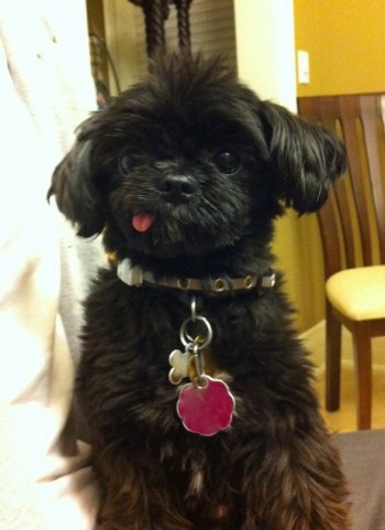 Derp Dog