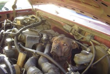 I See Your Problem - You've Got A Dod Under The Hood