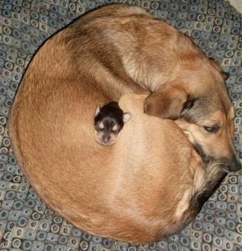Ball Dog