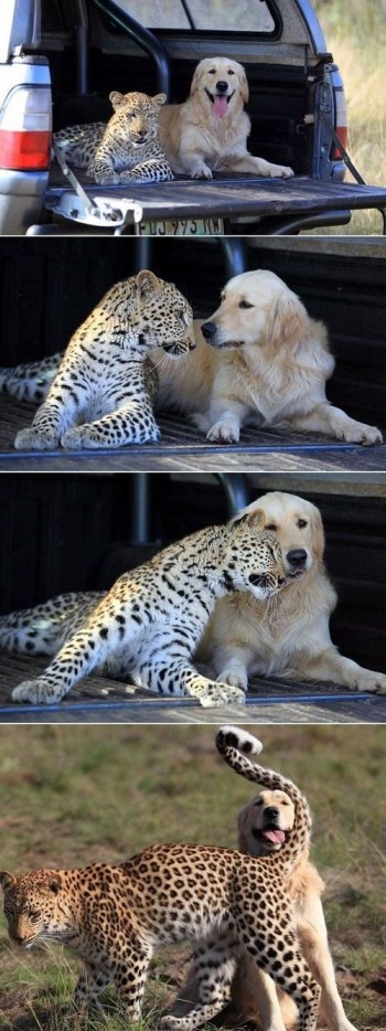 Best Buddies