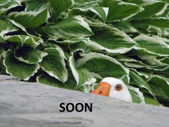 SOON