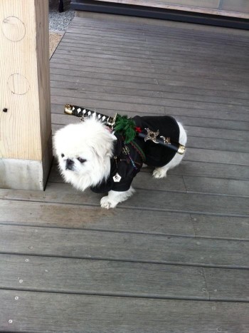 Samurai Dog