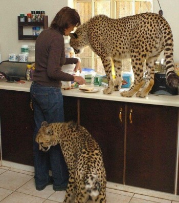 Big Kitties