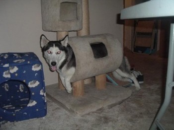 Derp Dog